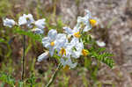 Sticky nightshade